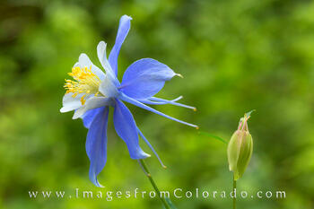 Hide and Seek with Columbine