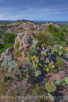 Hill Country Prickly Pear Blooms May 1