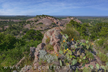 Hill Country Prickly Pear Blooms May 2
