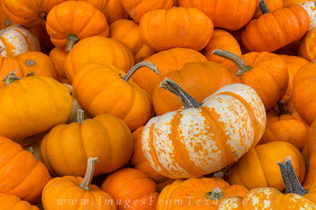 Hill Country Pumpkins 1