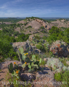 Hill Country and Prickly Pear Afternoon 428-1