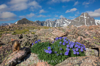 Wildflowers, Marmots, and Mt Holy Cross 1