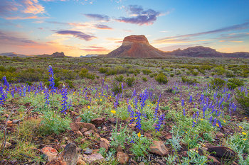 Home on the Range - Big Bend Bluebonnets