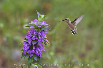 Hummingbird and Purple Horsemint 2