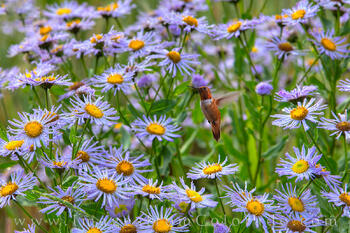 Hummingbird in Purple Asters 723-1