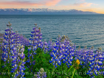 Husavik Lupine at Midnight 2