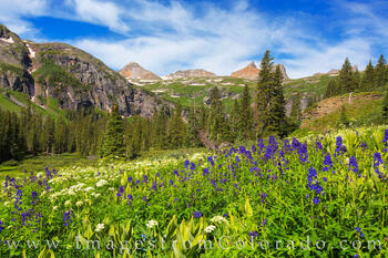 Ice Lakes Trail Wildflowers 1