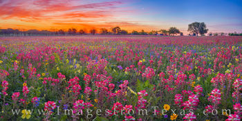 Indian Paintbrush Sunrise Panorama 402-1