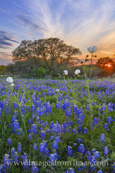 Late March Bluebonnet Sunset 331-4