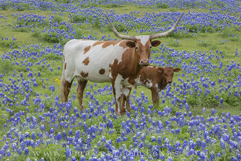 Longhorn and Calf in Bluebonnets 1