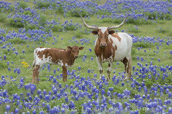 Longhorn and Calf in Bluebonnets 3