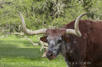Longhorn in Summer 1