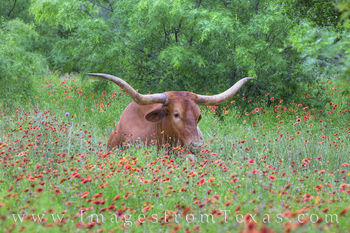 Longhorn in the Firewheels 1