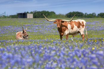 Longhorns and Bluebonnets in Spring 4