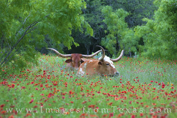 Longhorns in Indian Blankets 2