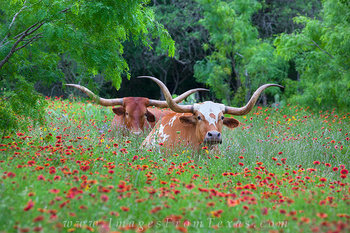 Longhorns in Indian Blankets 1