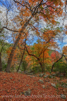 Lost Maples Red and Orange 1120-1
