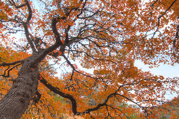 Lost Maples - Red Maple Abstract 3