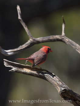 Male Cardinal 11