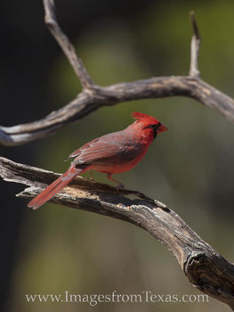Male Cardinal 12