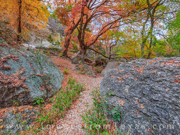 Maple Trail 1112-1