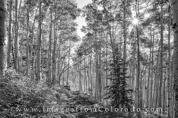 Maroon Bells Aspen in Black and White 1