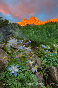 Maroon Bells Columbine at Sunrise 1