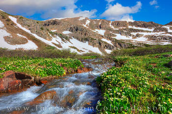 Marsh Marigolds in Herman's Gulch 716-1