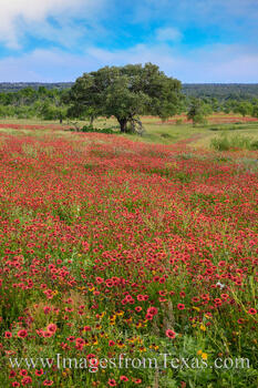 May Reds in the Hill Country 517-2