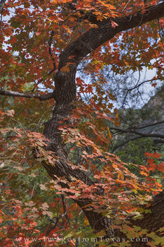 McKittrick Canyon Bigtooth Maples 11
