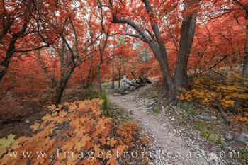 McKittrick Canyon Glory, Guadalupe Mountains 1