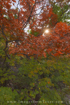 McKittrick Canyon Bigtooth Maples 10