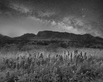 Milky Way Bluebonnets in Black and White at Big Bend 1