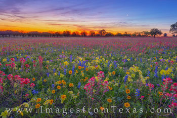 Moonrise over Wildflowers 402-1