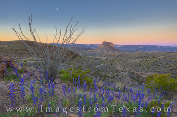 Moonset over Bluebonnets in Big Bend 1
