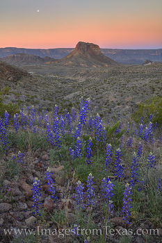 Moonset over Bluebonnets in Big Bend 2