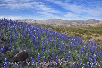 Morning Bluebonnets in Big Bend 309-2