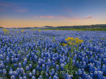 Morning Dreams of Blue and Gold 1