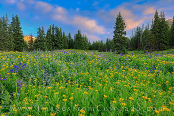 Wildflowers of gold and blue cover a hidden meadow on Berthoud Pass.