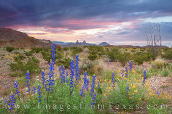 The Mule Ears of Big Bend National Park with bluebonnets in the foreground on a cold February morning.
