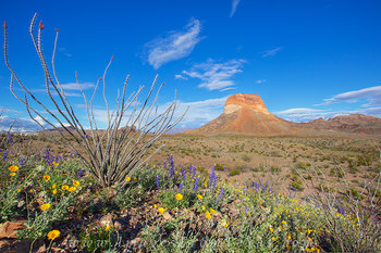 Ocotillo and Bluebonnets in Big Bend