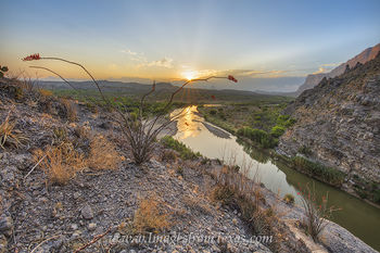 Ocotillo at Santa Elena at Sunrise 1