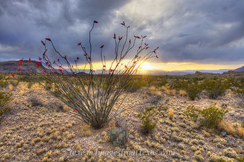 Ocotillo at Sunset in Big Bend 1