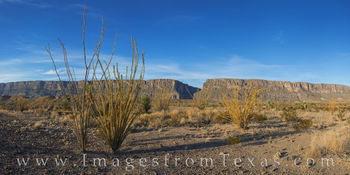 Ocotillo near Santa Elena Canyon Pano 1