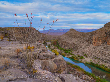Ocotillo over the Rio Grande - BBNP 1