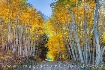 Ophir Pass Autumn Aspen 103-1
