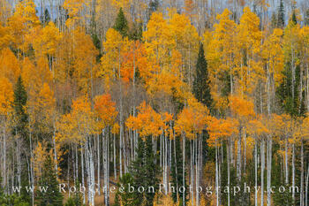 Orange and Gold in Winter Park 1