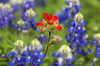 Paintbrush among the Bluebonnets