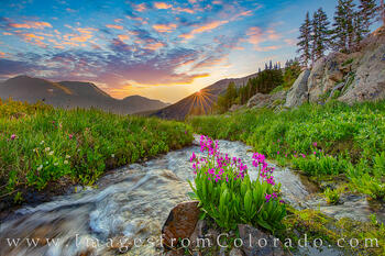 Parry's Primrose Cascade Sunrise 721-1