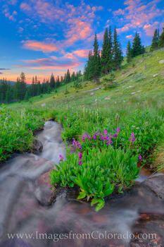 Parry's Primose blooms in the middle of Hoop Creek high up on Berthoud Pass (about 11,200' in elevation).